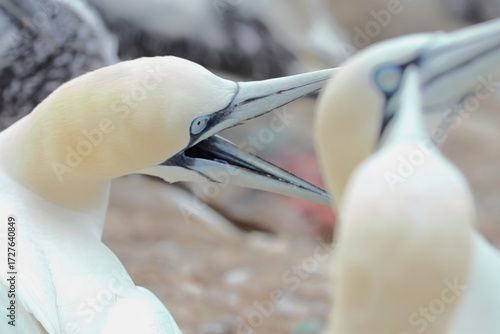 northern gannet