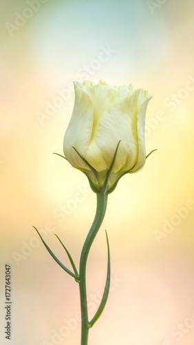 Pale yellow flower, soft focus