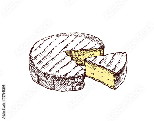 Hand drawn sketch cheese brie. Isolated vector illustration of natural milk food