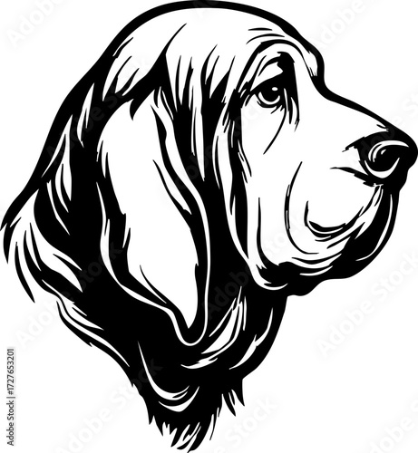 Bloodhound profile view showing drooping ears, wrinkled face, and elongated muzzle.