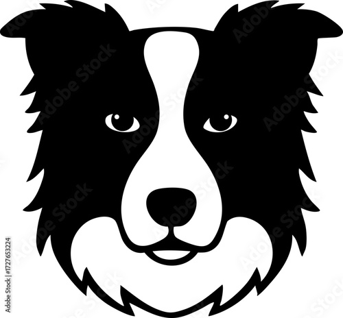 Border Collie face from the front with pointed ears and fluffy coat markings.