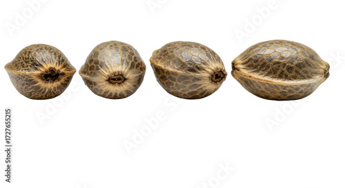 Multiple mature cannabis/hemp seeds, oval, mottled brown/grey textures, precisely arranged in a row on a transparent background. Photorealistic macrophotography, agricultural study concept