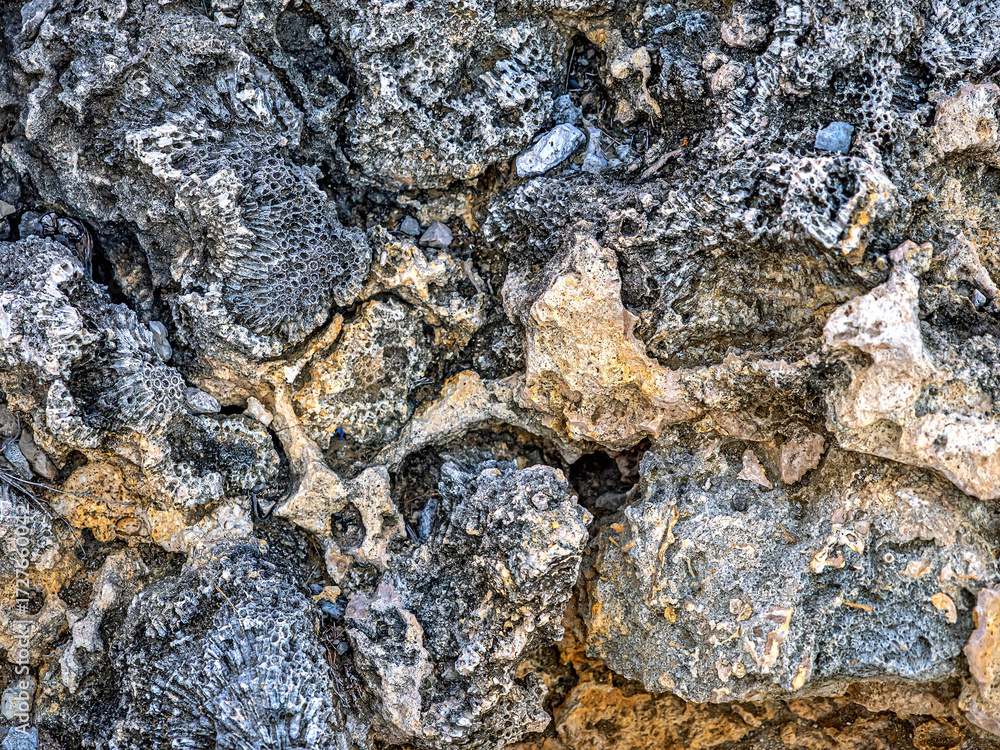 Obraz premium Old fossil remains of ancient sea creatures
