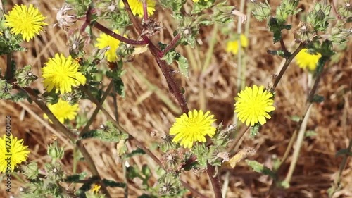 Tight Shot Of Yellow Flowers Swaying In Breeze Petaluma California
