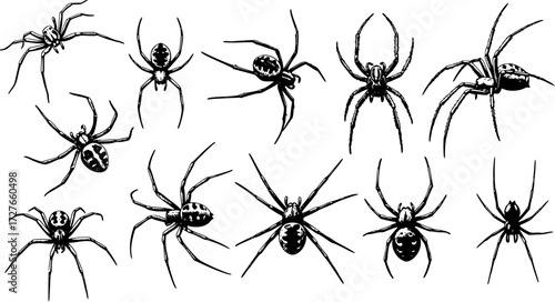 Spiders Vector Illustration: Detailed Black and White Spider Collection for Halloween and Nature-Themed Designs