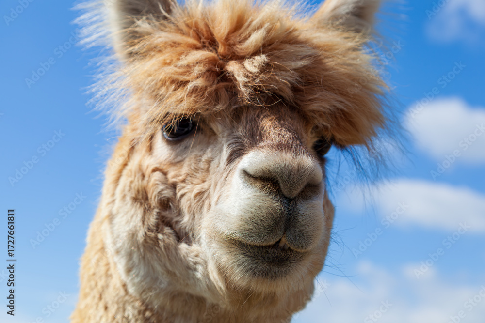Fototapeta premium Alpaca Lama Pacos Camelid Mammal Close Up on Blue Sky