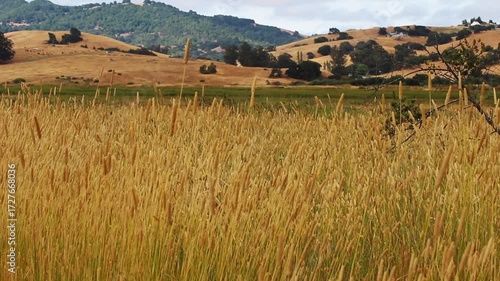 Yellow Grass Swaying In Gentle Breeze With Hills Trees Clouds In Background Petaluma California
