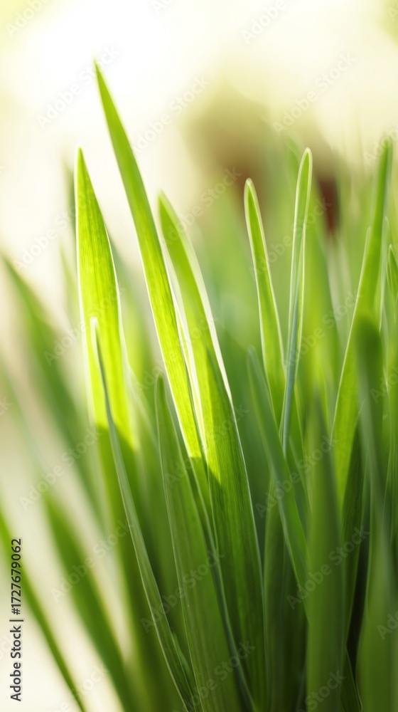 Fototapeta premium shallow. Fresh spring grass blades highlighted by sunlight with a soft, blurred effect. travel magazines, destination branding, designed for outdoor magazines and nature guides. 