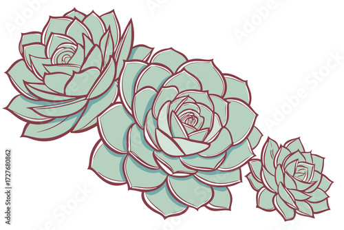 succulent plants with pink edges illustration for garden botanical and houseplant design and isolated on white background.