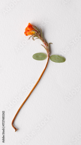 Red wild little flower on white background