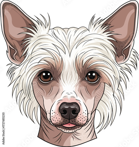 Chinese Crested Dog cute face closeup headshot portrait illustration