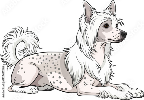 Chinese Crested Dog lying down relaxed side view illustration