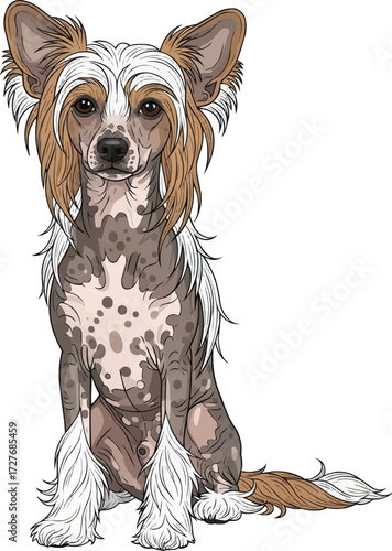 Chinese Crested Dog sitting front view vector illustration