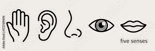 Minimalist vector illustration of the five senses representing sight hearing smell taste and touch for educational or medical purposes clarity and simplicity