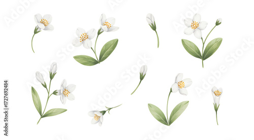 White watercolor jasmine flowers with leaves. Elegant botanical watercolor jasmine set for textile print.