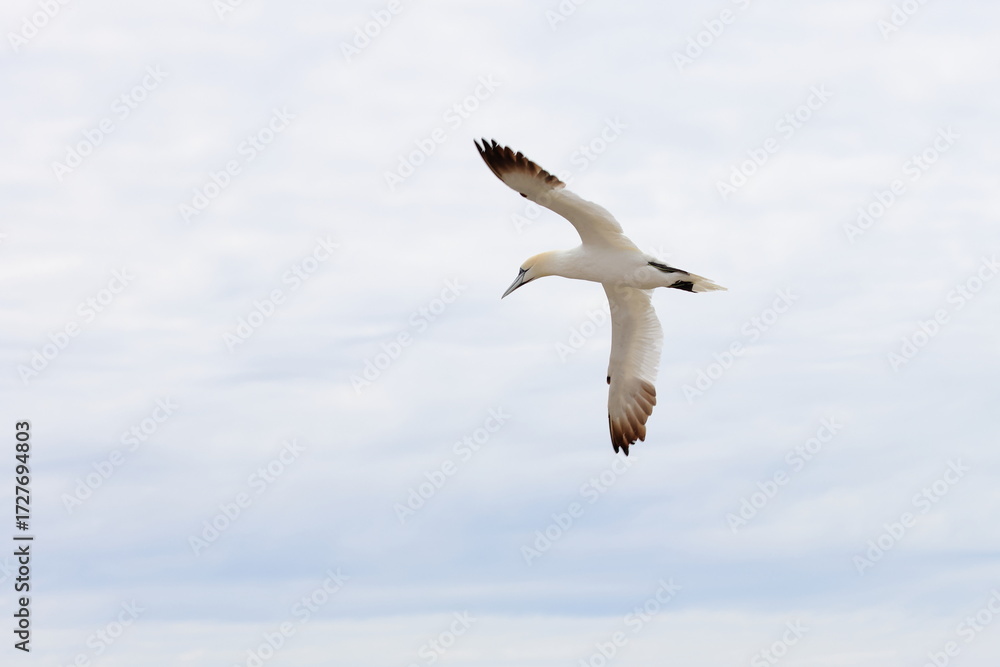 Fototapeta premium northern gannet