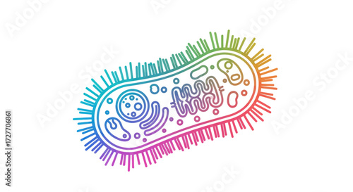 Colorful Rainbow-Outlined Bacteria Cell with Internal Structures.