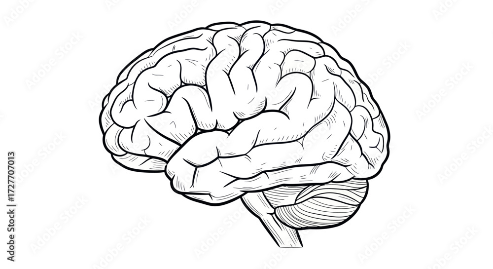 Φωτογραφία Detailed Line Drawing of a Human Brain with Visible Lobes and Cerebellum