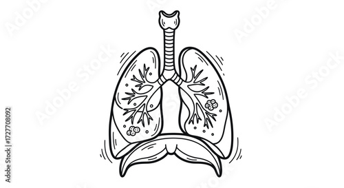 Anatomical Illustration of Human Lungs and Trachea.