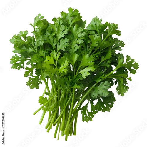 parsley isolated on white background