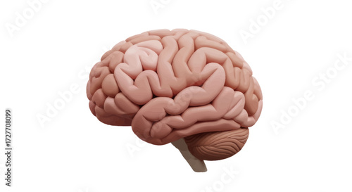 Detailed 3D Model of a Human Brain with Intricate Gyri and Sulci.