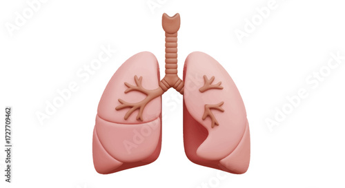 Anatomical Illustration of Human Lungs and Trachea.