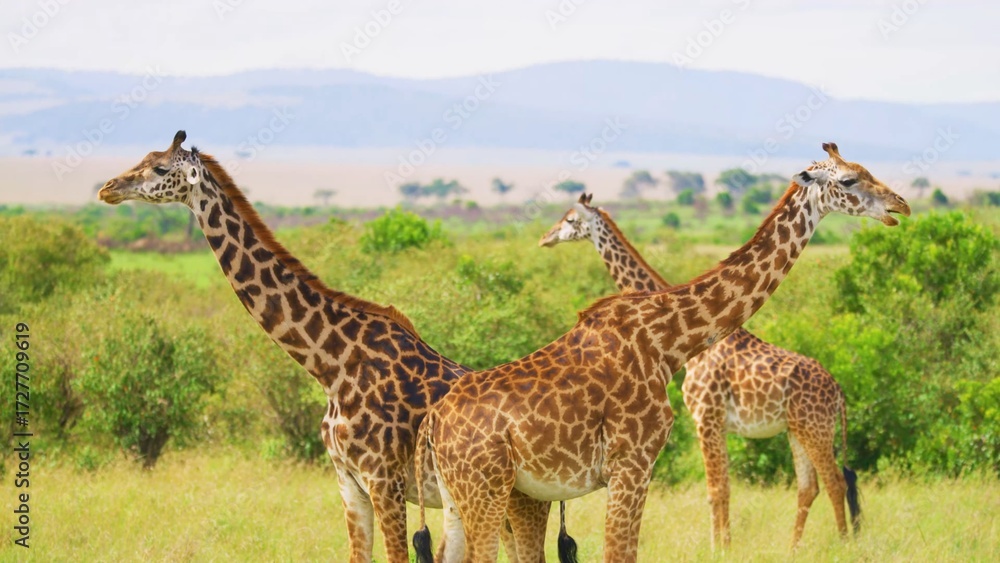 Obraz premium giraffe in the wild