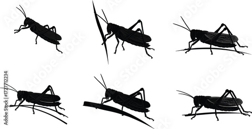 Cricket silhouette, insect pose, black vector art, anatomy study, perched cricket, nature sketch, entomology reference