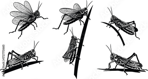 Grasshopper illustration, insect anatomy, entomology drawing, black and white sketch, nature study, biological art, educational resource