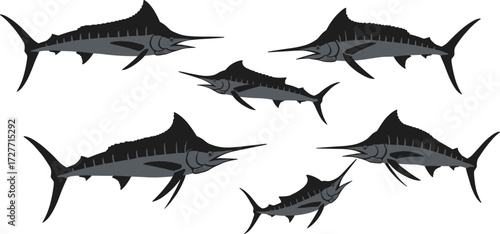 Marlin illustration, sport fish silhouette, black sketch, aquatic anatomy, nature pose, marine concept, fishing reference