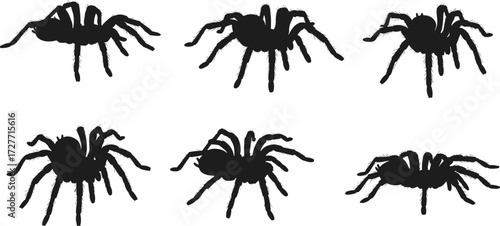 Realistic spider silhouettes collection, black tarantula insect illustration, scary spider shapes, arachnid design vector set