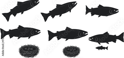 Salmon silhouette, fish life cycle, egg nest illustration, aquatic anatomy, black sketch, nature concept, reproduction behavior