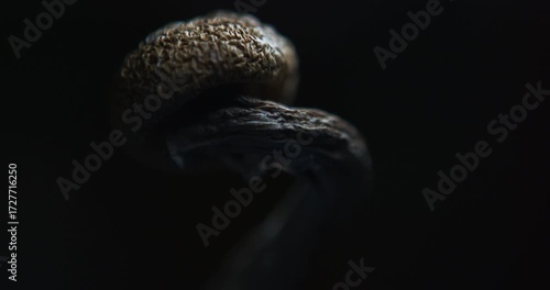 MACRO shot and slow camera push in on a Psychedelic Psilocybin Mushroom