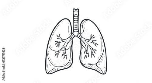 Anatomical Drawing of Human Lungs.