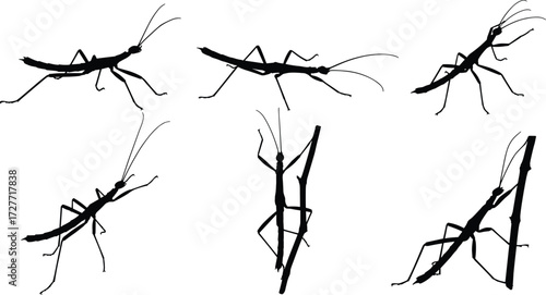 Stick insect vector set, silhouette walking and climbing poses, nature camouflage bug illustration, phasmatodea graphic art