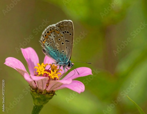 Wallpaper Mural Butterfly on pink flower Torontodigital.ca
