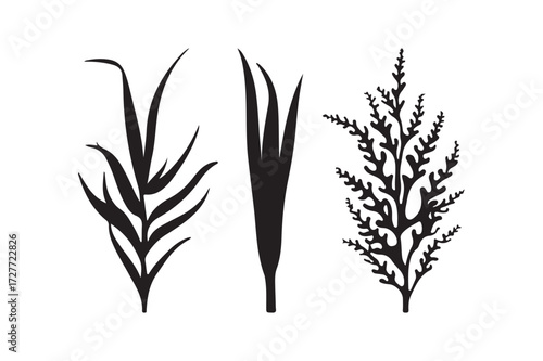 Three silhouettes of botanical elements on a white background