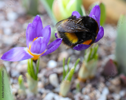 Sleeping Bumbel bee