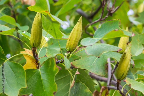 Tulip lyriodendron with fruits