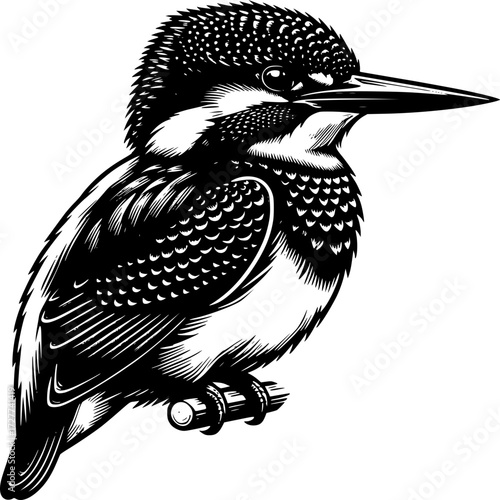 Kingfisher Perched: A detailed illustration of a kingfisher perched on a branch. The bird's sharp beak and intricate feathers create a striking image.