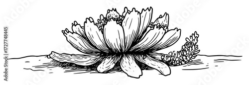 lotus flower floating on water sketch