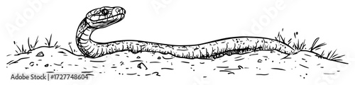 cobra snake in defensive pose