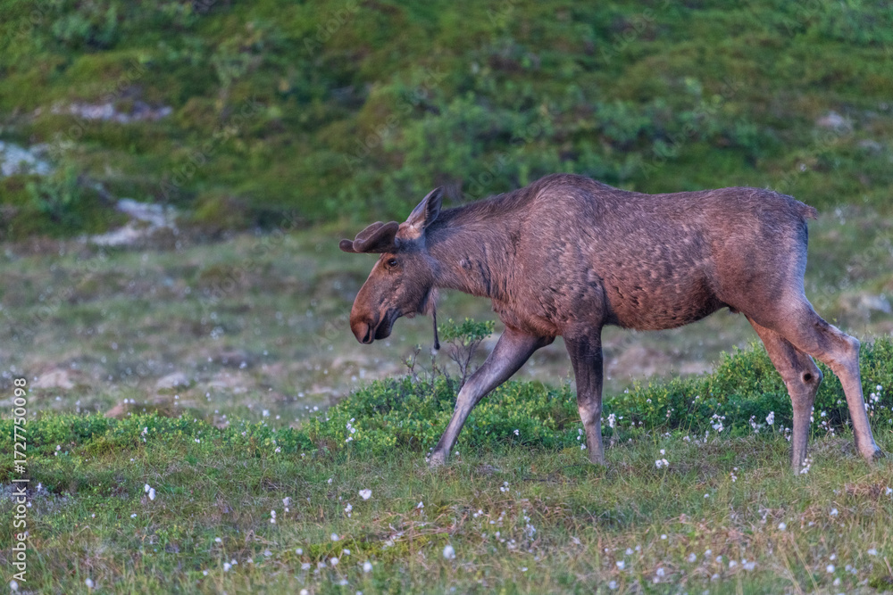Fototapeta premium moose in the meadow