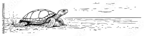sea turtle walking on shore drawing