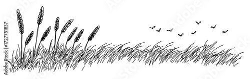 field grass and wheat with flying birds