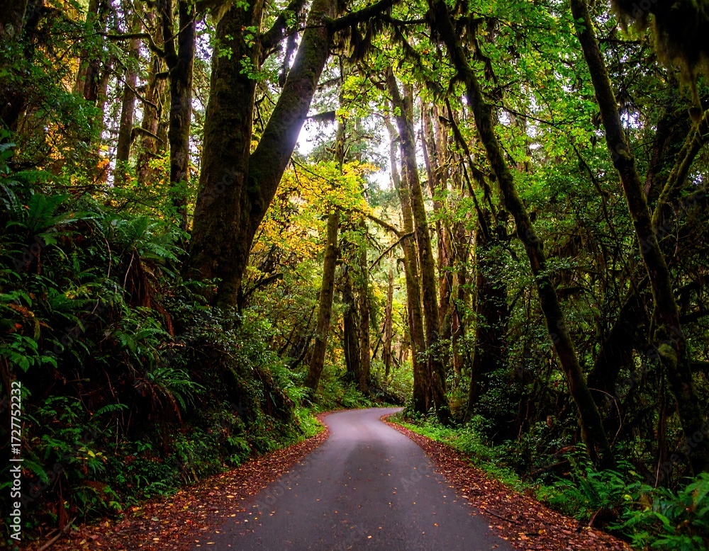 Obraz premium A winding forest road