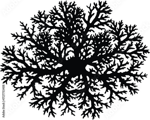 Lichen Silhouette | Natural Texture Vector Design