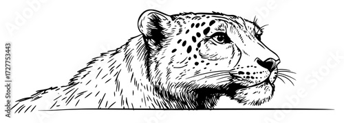 cheetah head sketch in black and white