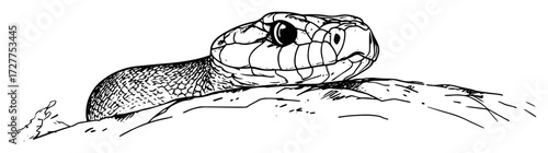 hand drawn snake head sketch