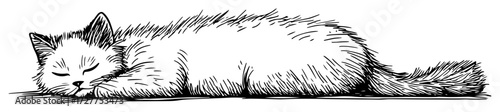 sleeping fluffy cat drawing in black and white